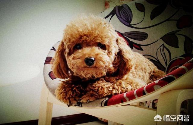 泰迪犬价格:为什么泰迪犬价格那么便宜？ 泰迪犬价钱多少