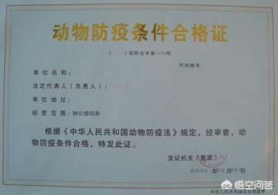 养一群微型猪是什么体验:在农村搞一个小型的酿酒厂，养点猪可以吗？