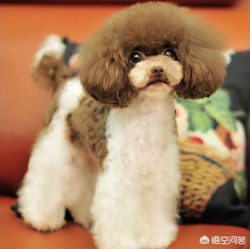 泰迪犬图片大全:泰迪犬究竟有什么优点，那么多人喜欢它？