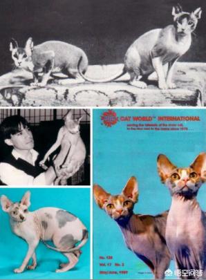 加拿大无毛猫:怎么买斯芬克斯无毛猫不会看好不好怎么买