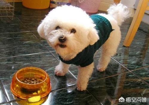 小比熊犬图片:养比熊犬的必备小技能，有哪些？