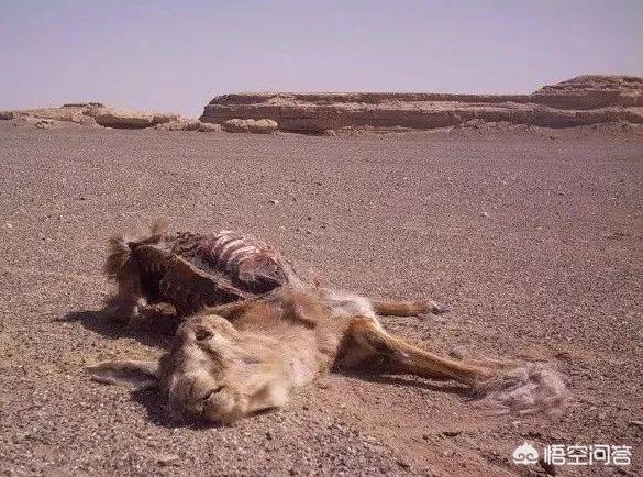 人类灵异事件罗布泊:罗布泊真的有小说里面那么神秘吗？