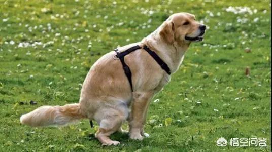 豆柴犬自己盖被子:狗狗如厕的姿势可以看出性格吗？如果有，是怎样反映的？