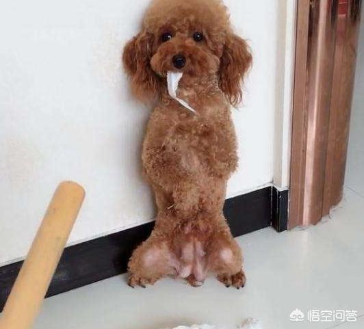 泰迪犬怎么看纯不纯:怎么判断泰迪犬血统是否纯正呢？