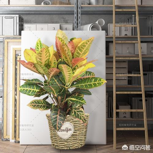 变叶木实物:植物变叶木养殖方法是什么？哪位知道？