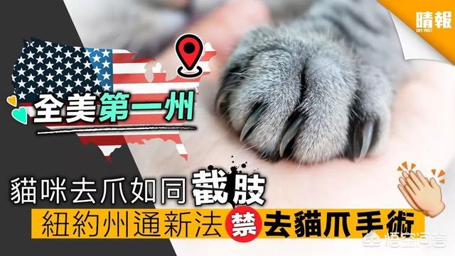 小狗断尾后死亡率，养猪的为什么把猪尾巴剪下去