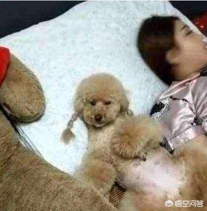 色狗网站:泰迪犬为什么这么好色？总是骑跨是什么原因导致的呢？