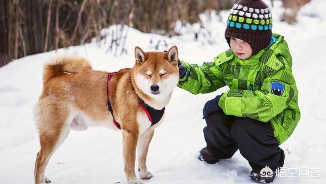 柴犬优缺点:“戏精”柴犬的活动量如何，值得饲养吗？ 柴犬优缺点及适合人群