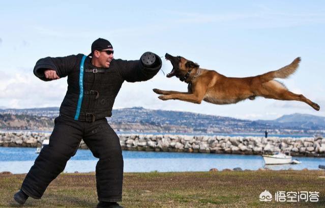 马犬:马犬有什么可怕之处？为什么有人认为养马犬的人越来越少了？