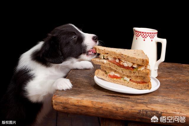石家庄边牧吧:边牧不能吃的8种食物，都有哪些？