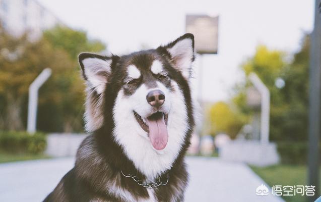 比格犬智商:请问大家，100平的房子养什么大型狗狗合适？