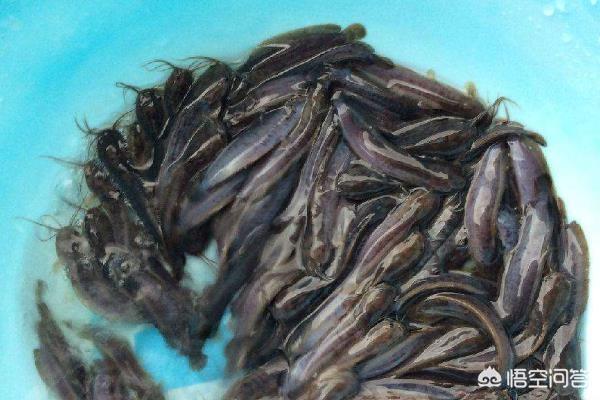人养的塘鲺吃什么:塘鲺吃什么饲料 土塘鲺养殖密度与附养殖方法？