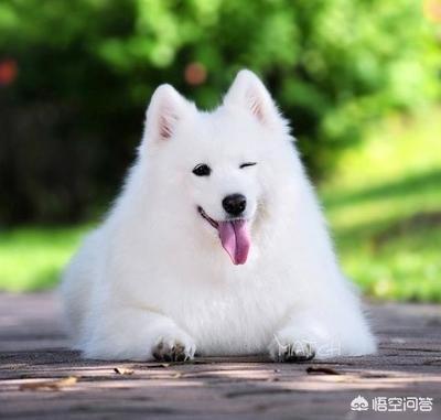 你家的狗是是“禁养犬”吗，不在城市禁养范围内的狗狗，你家在其中吗？