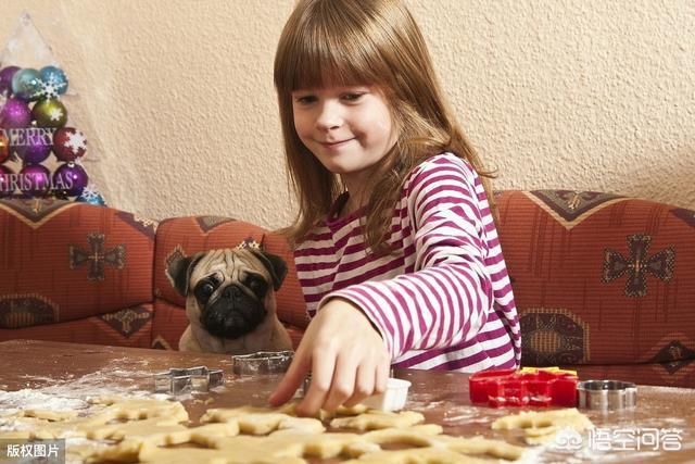 巴哥犬俱乐部巴哥犬聚会:为什么巴哥犬越来越多人喜欢？