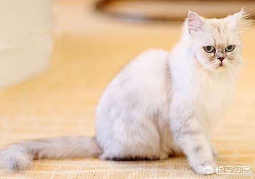 金吉拉猫:金吉拉的感冒是什么原因？