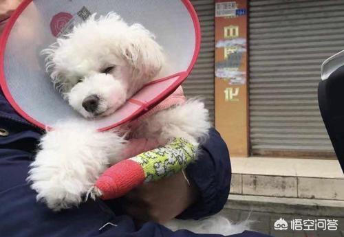 怎么给小狗皮下注射:农村搞养殖，怎么给动物打针？
