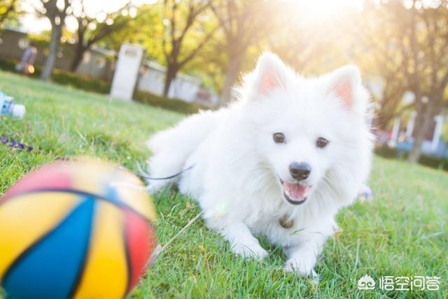 白色贵宾犬图片大全 幼犬:泰迪狗的毛有几种颜色？白色的泰迪狗好看吗？