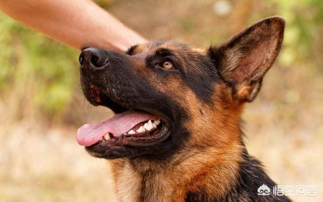 德国牧羊犬视频:为什么说德国牧羊犬最适合家养？