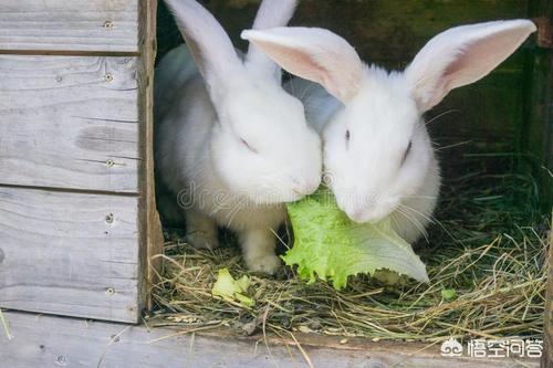 兔子吃什么会拉肚子:兔子吃蔬菜容易导致腹泻乃至有可能致命的原理？