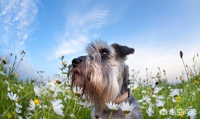 雪纳瑞犬:雪纳瑞犬有哪些“底线”，宠主最好不要踩？不然咬你没商量？