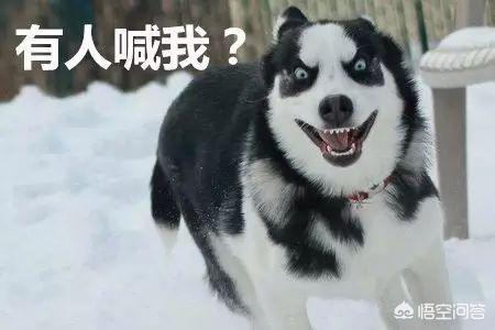 巴仙吉犬智商:雪纳瑞犬可以聪明到什么程度？ 巴仙吉犬智商相当于人几岁