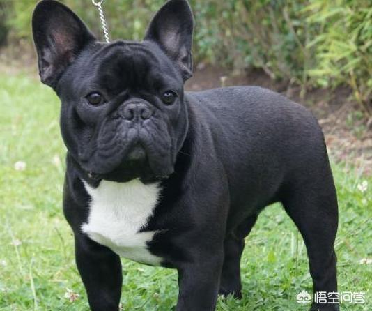 法国斗牛犬性格亲人:不少人养的法国斗牛犬都是串串，纯种的有哪些特征呢？