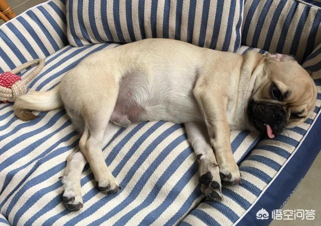 巴哥犬好养吗:巴哥犬适合在家里饲养吗？有什么比较麻烦的地方？