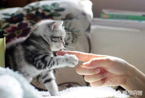 怎么看自己猫咪的品种:如何挑选到一只心仪的宠物猫？