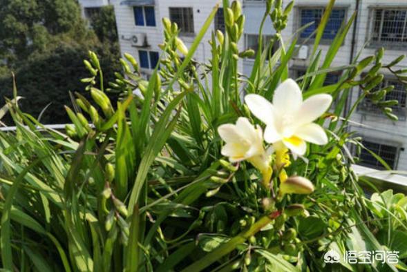 香雪兰花的种植方法:怎样种植才让香雪兰不倒伏？