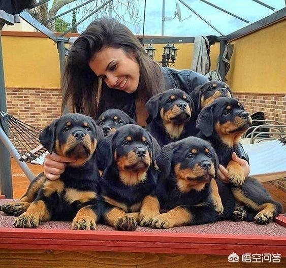 罗维纳犬有几种颜色:为什么罗威纳犬更喜欢女主人？