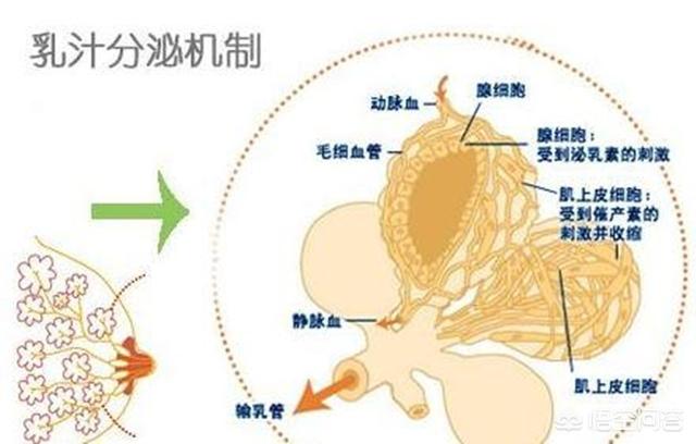 六个月的奶水不足的原因:产后六个月奶水不足 六个月，未断奶，奶水不足请问怎么让孩子接受奶粉？
