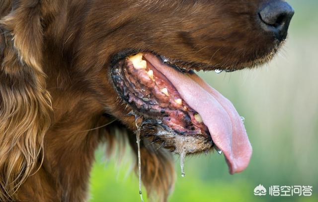 被自家小狗抓伤怎样判断用不用打狂犬疫苗:有被狗狗抓伤得狂犬病的吗？