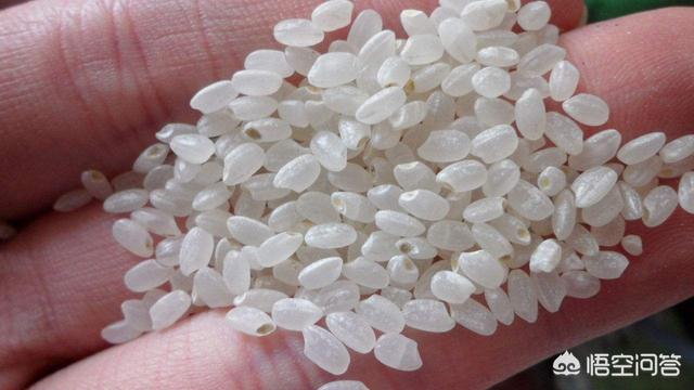 为什么大米中会出现米虫，为什么大米放久了，里面会生虫蛋怎么办