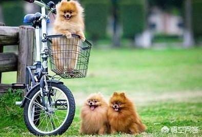 博美狗图片:新手饲养博美犬需要知道哪些事？