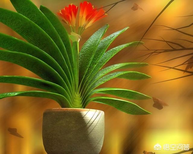 头条问答 君子兰养了很久不开花 为什么 刘子恒ii的回答 0赞