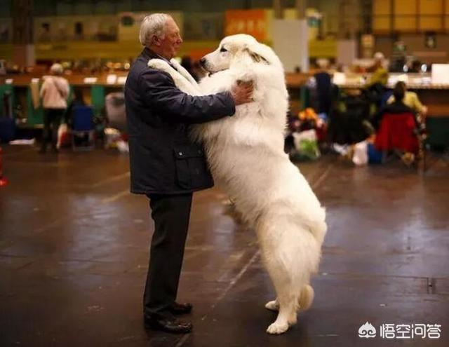 头条问答 大白熊犬和萨摩耶有什么区别 馋不腻养宠小知识的回答 0赞