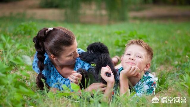 贵宾犬图片:为什么有的人不愿意养贵宾犬？