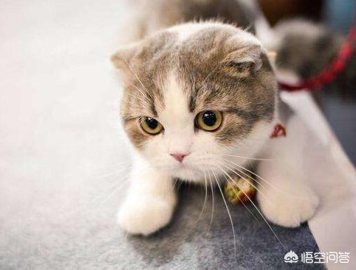 冬天养猫注意事项:冬天来了，小区里的流浪猫去哪里过冬，会被冻死吗？
