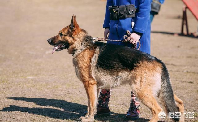 猫论坛德国牧羊犬视频:如何判断德国牧羊犬是否是纯种？
