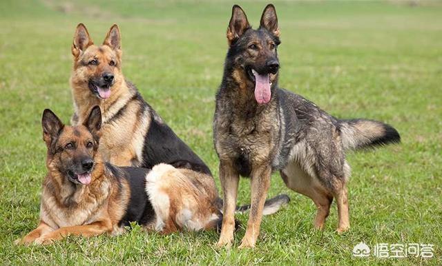 猫论坛德国牧羊犬视频:如何判断德国牧羊犬是否是纯种？