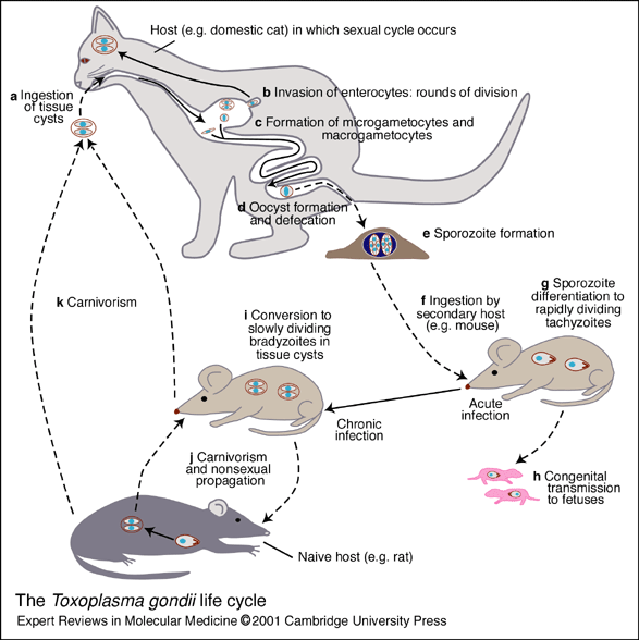 弓型虫大脑:弓形虫到底是如何对被感染的小鼠施加“心灵控制”的？