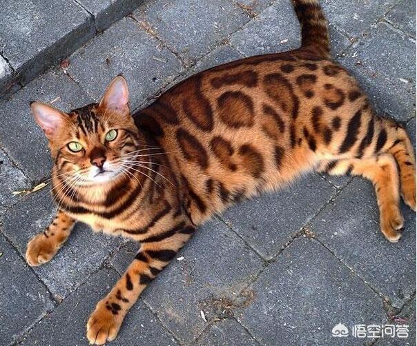 豹猫叫声大:豹猫叫声能引来豹猫吗 猫咪智商排名前五位是哪几种猫咪？