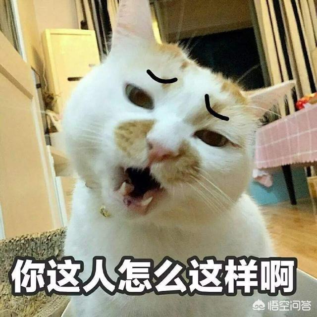 河娜京摔倒:女子短道韩国绊倒加拿大为什么不犯规？