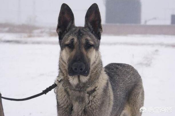 纽波利顿獒犬和卡斯罗:有什么狗狗是体质比较好、不容易生病的？