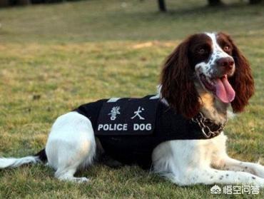 10大最好家庭伴侣犬排行:最常用与最常见的4种工作犬，你知道是哪几种吗？