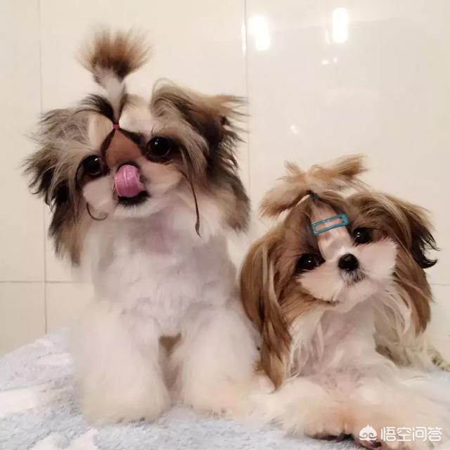 西施犬造型:摸西施犬的哪些部位，你越摸它越爱你？