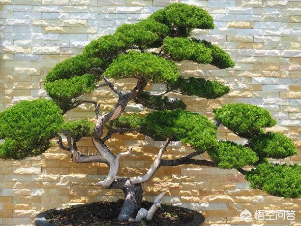 野生紫林树如何移植？