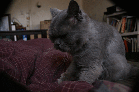 猫咪帮你踩奶是什么意思:英短猫把你当成妈妈有什么表现？