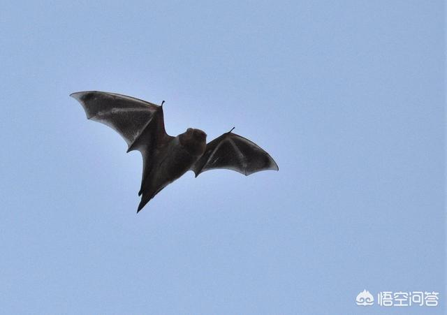头条问答 - 蝙蝠这种史前动物能够活到今天是因为它们体内有强大的