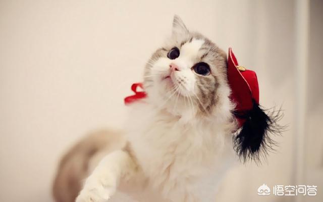 西伯利亚森林猫串布偶:有了解猫咪的亲们，知道这是什么品种么？